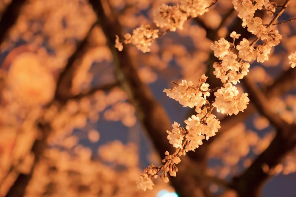 Tokyo's Spot Shibuya! 3person Free Wi-fi Appartamento Tokyo
