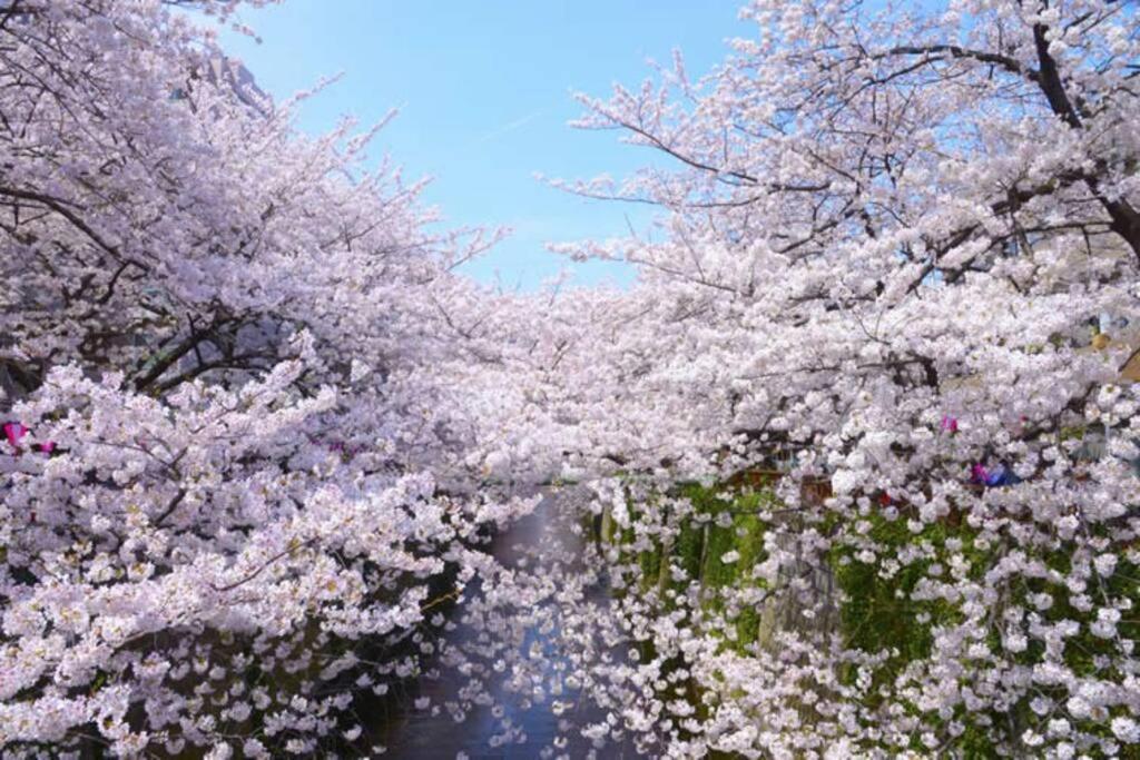 Tokyo's Spot Shibuya! 3person Free Wi-fi Appartamento Tokyo