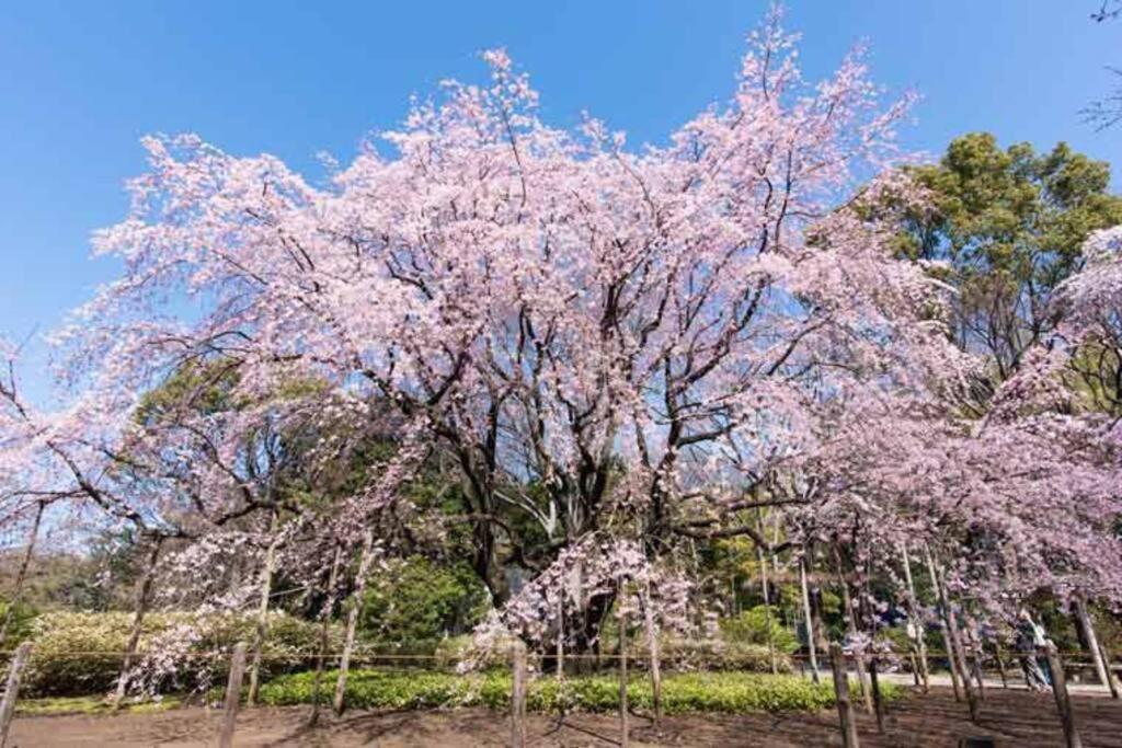 Appartamento Tokyo's Spot Shibuya! 3person Free Wi-fi *